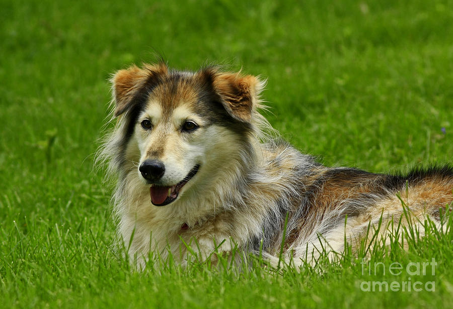 Dog Photograph - Dog On It Im Tired by Inspired Nature Photography Fine Art Photography