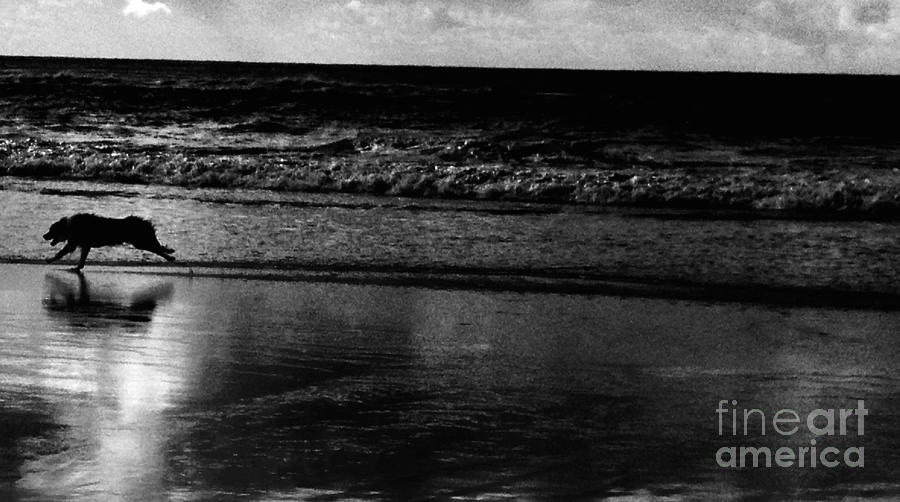 Dog on the Beach Photograph by Kate Stoupas