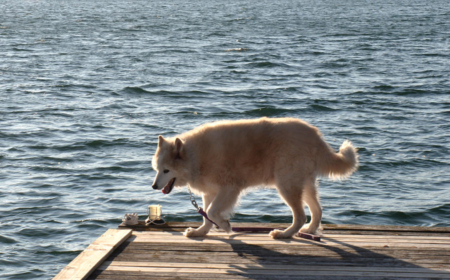 Dog on the lake Photograph by Diane Lent