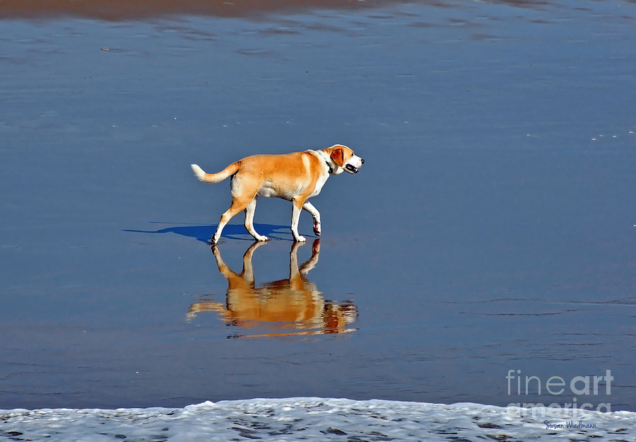 Beach Photograph - Dog on Water Mirror by Susan Wiedmann