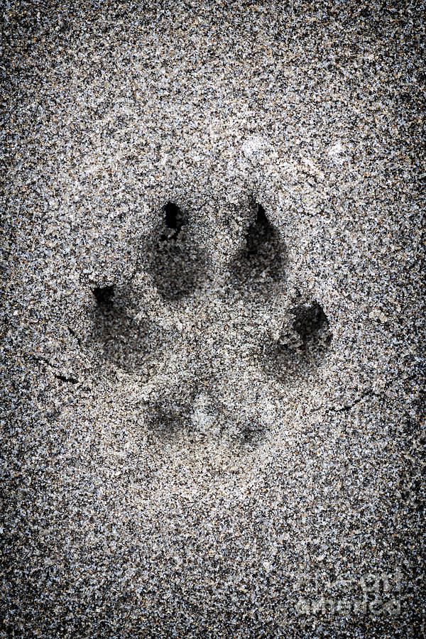 Dog Photograph - Dog paw print in sand by Elena Elisseeva