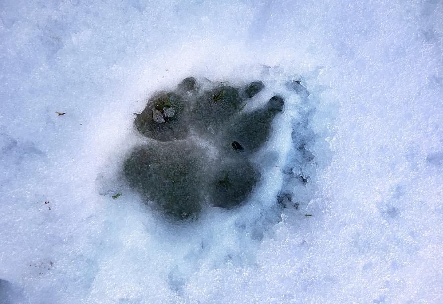 Dog Paw Print In The Snow by Cordelia Molloy