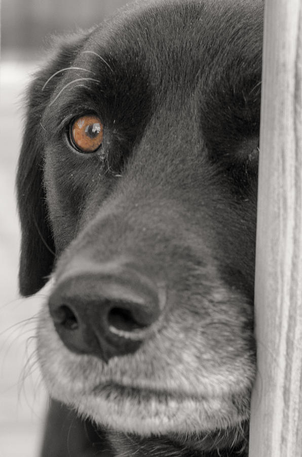 Dog Peek A Boo Photograph by Jim Shackett