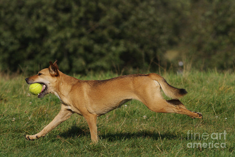 Nature Photograph - Dog Playing Fetch by Brinkmann/Okapia