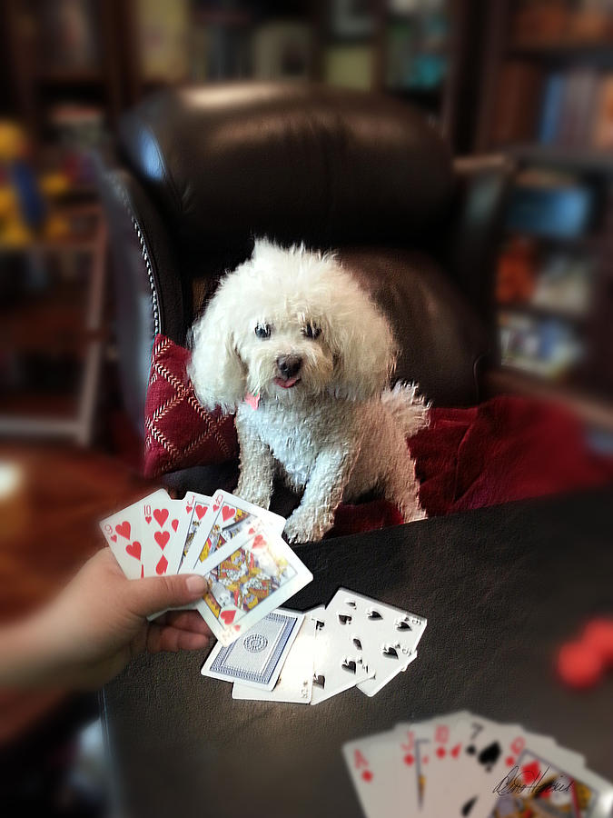 Dog Playing Poker Photograph by Diana Haronis