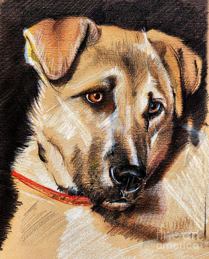 Animal Drawing - Dog portrait drawing by Daliana Pacuraru