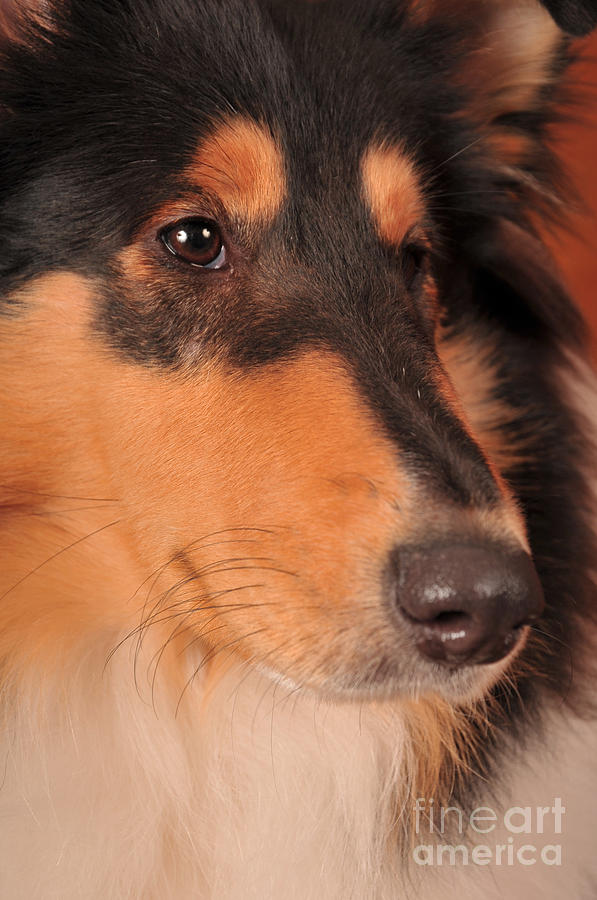 Dog Portrait Photograph by Randi Grace Nilsberg