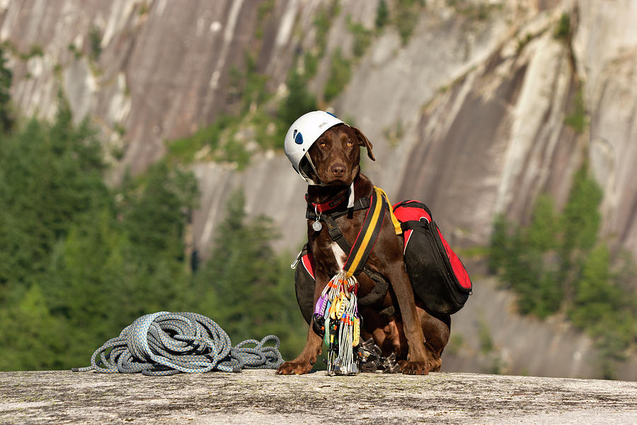 Dog harness outlet climbing