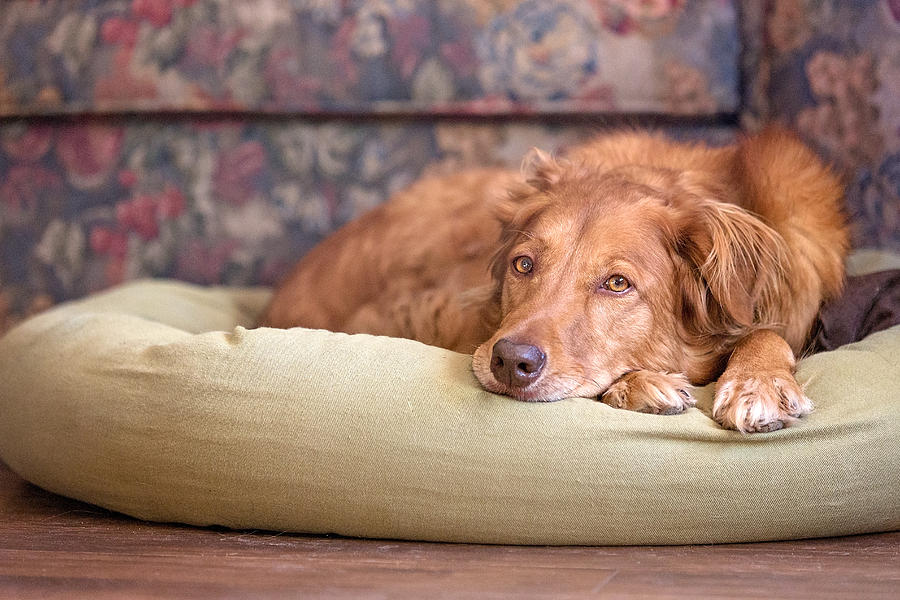 Dog resting on pillow Photograph by Paws on the Run Photography