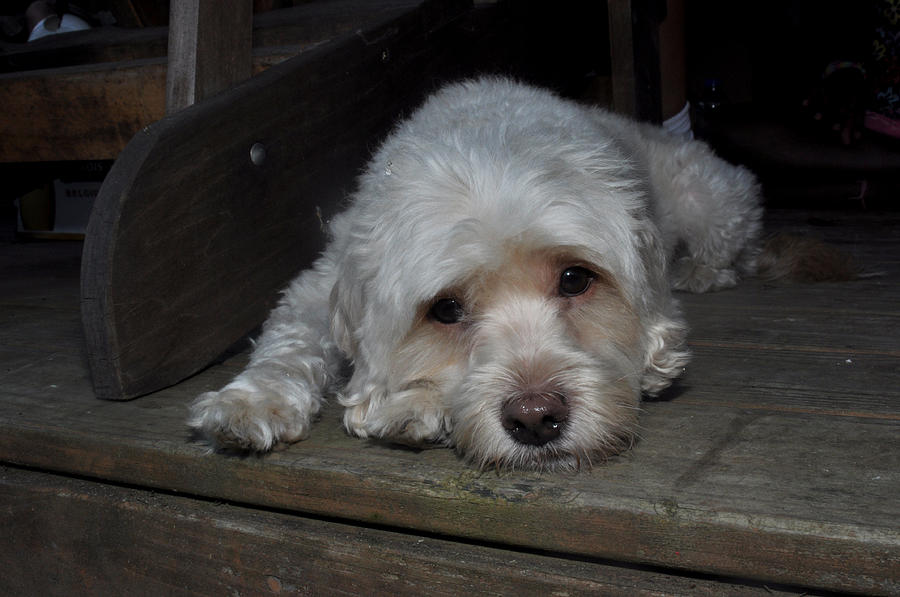 Dog Photograph - Dog resting on porch by Diane Lent