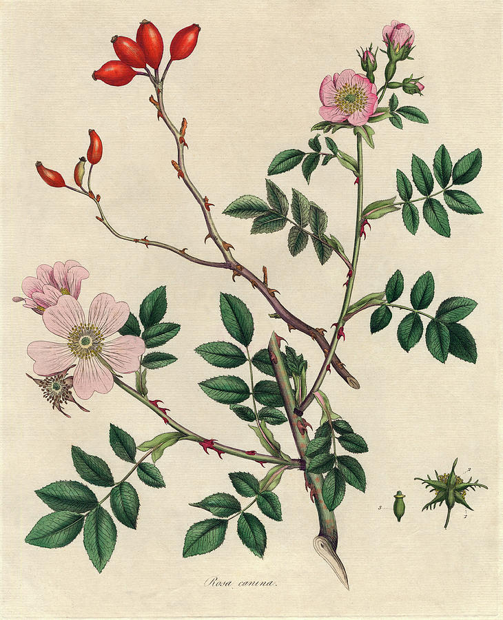 Dog Rose Photograph by Natural History Museum, London/science Photo ...