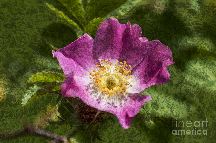 Nature Photograph - Dog Rose Textured by Steve Purnell