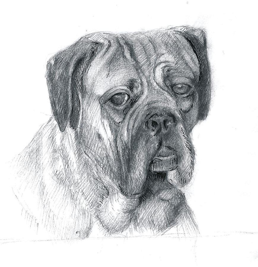 Boxer Dog Drawing by Rose Wang