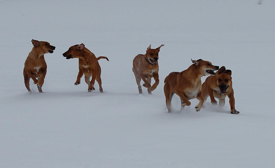 Dog Run Photograph by Mim White
