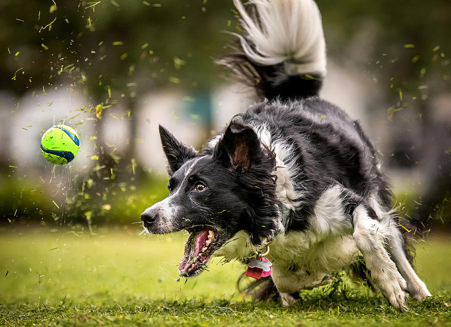 Dog running after ball in grass Photograph by Hillary Kladke