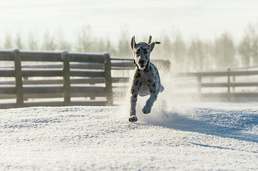 Dog Running In The Snow  Cremona Photograph by Deb Garside