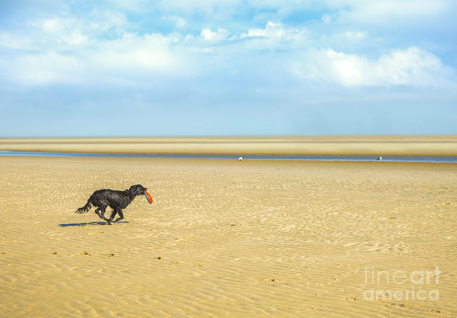 Dog running on a Beach Photograph by Diane Diederich