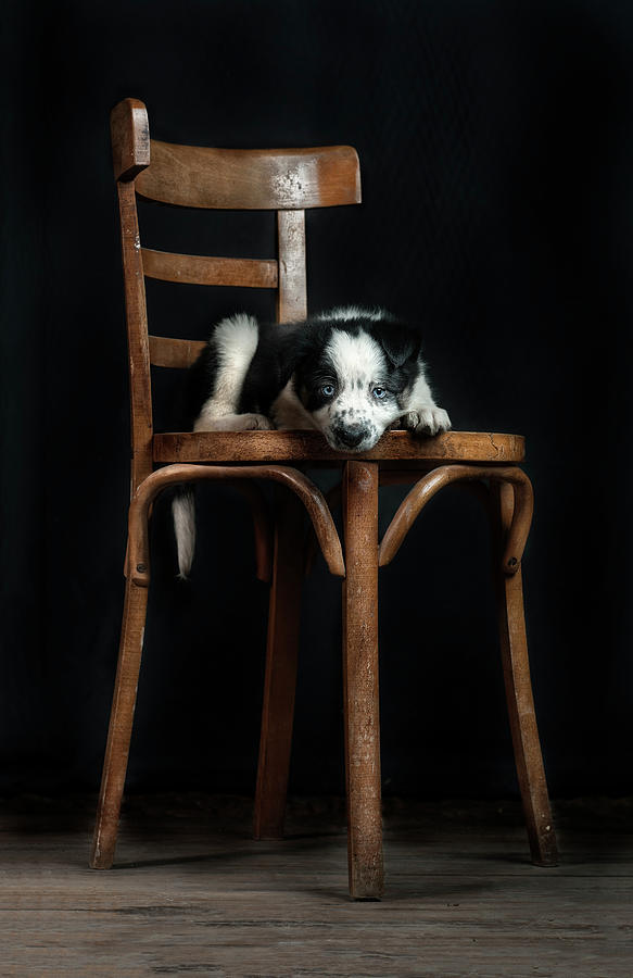 Dog Photograph by Silversaltphoto.j.senosiain