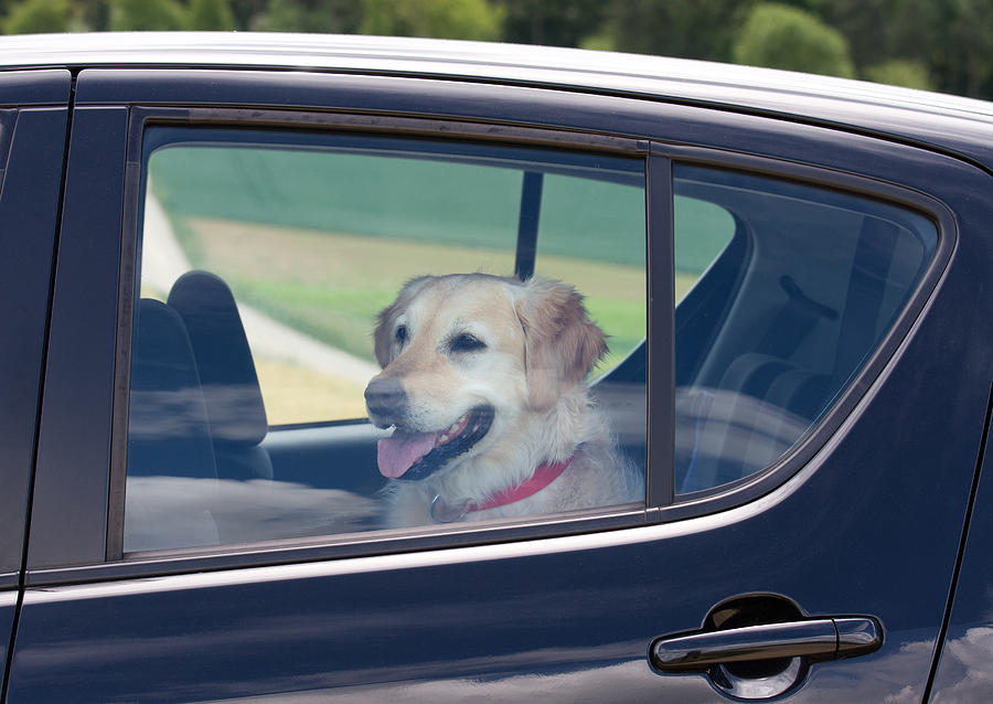 Dog sitting in the back seat of a black car Photograph by PK-Photos