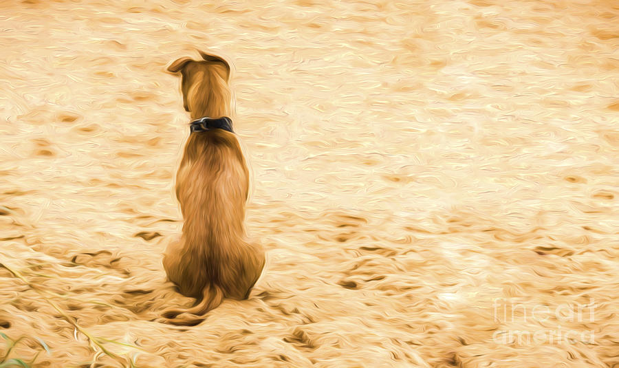 Dog sitting on beach Photograph by Sheila Smart Fine Art Photography