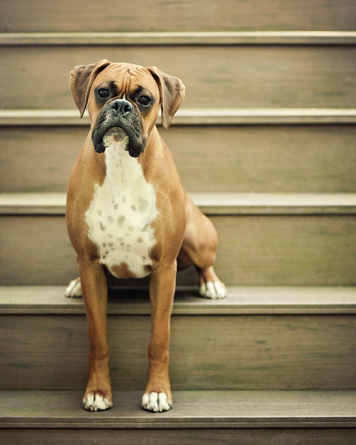 Dog Sitting On Step Photograph by Jody Trappe Photography