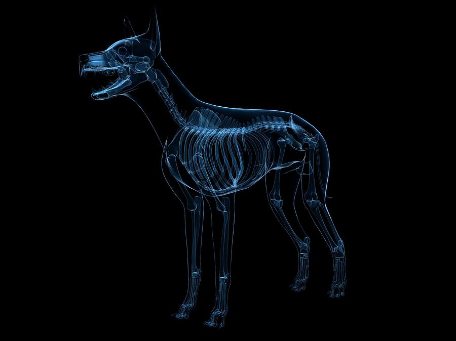 Dog Skeleton Photograph by Sciepro/science Photo Library | Fine Art America