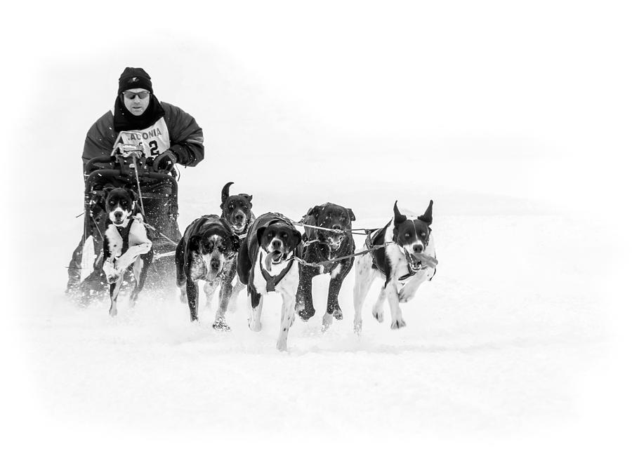 Dog Sled Team Photograph by Thomas Lavoie