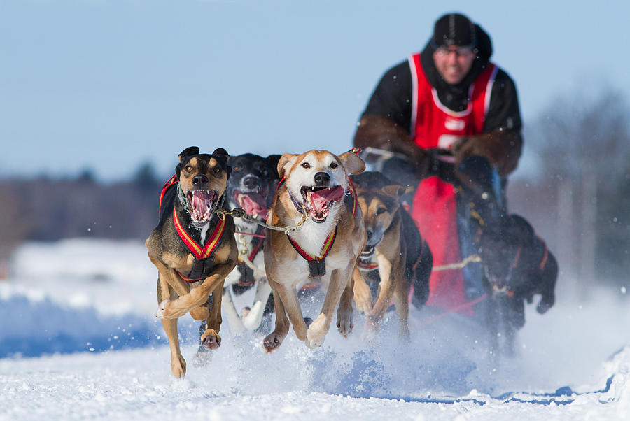 Dog sledding race Photograph by Mircea Costina Photography