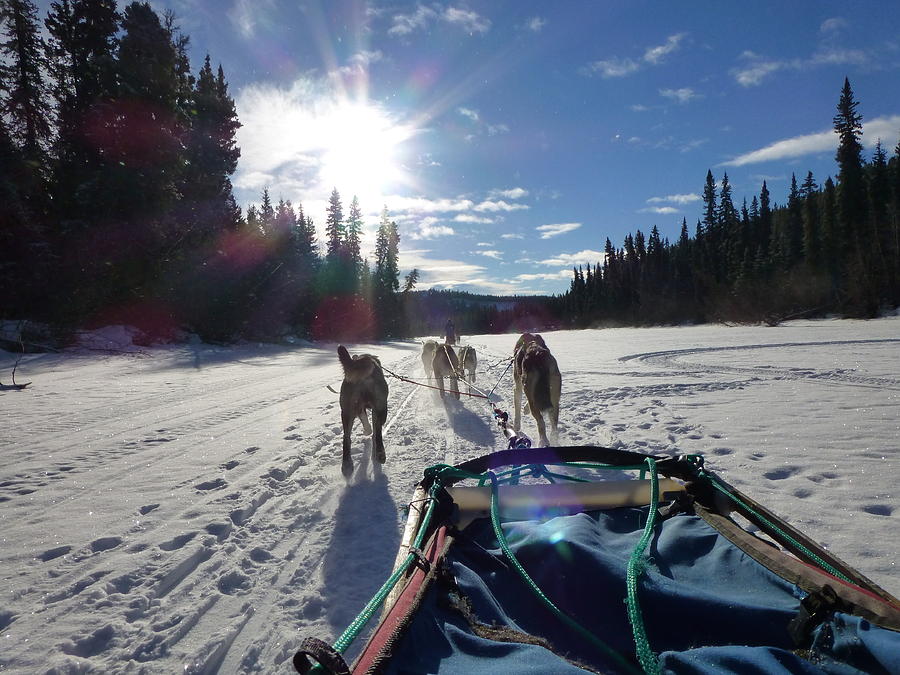 Dog Sledding Photograph - Dog Sledding in the Yukon by Amelia Racca