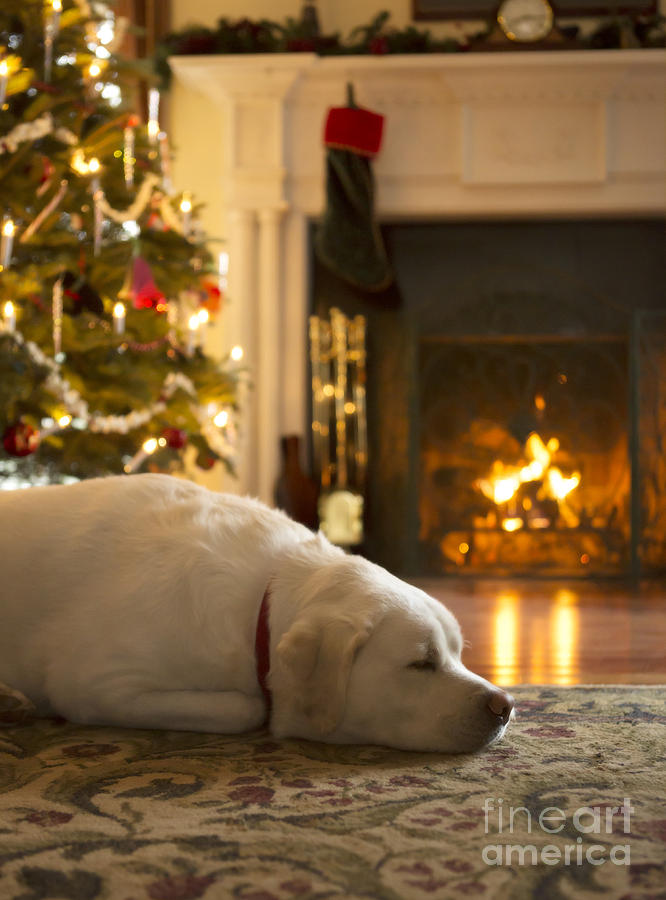 Christmas Photograph - Dog sleeping by the Christmas tree by Diane Diederich