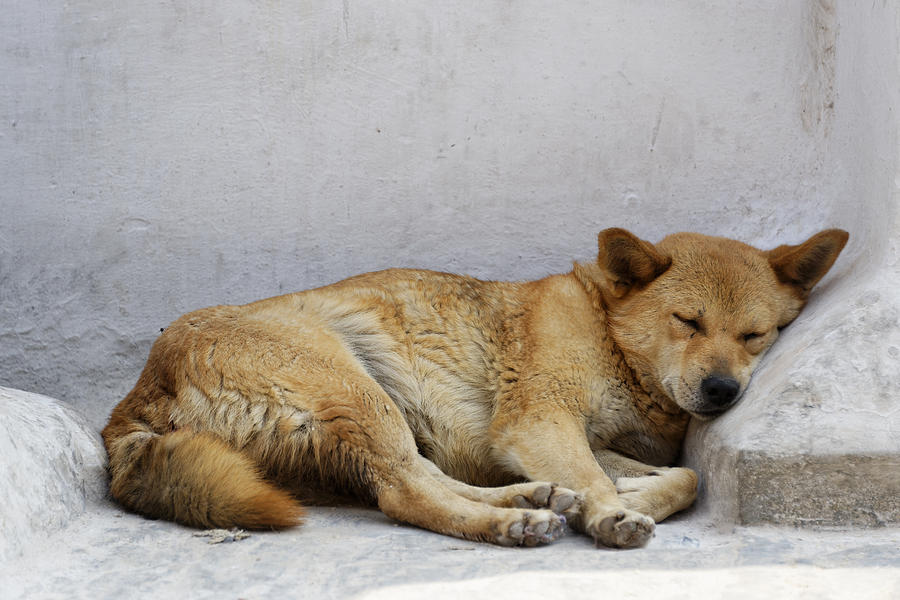 Dog sleeping Photograph by Dutourdumonde Photography