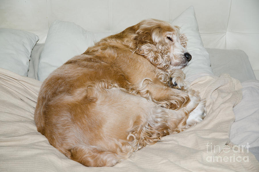 Dog Photograph - Dog sleeping by Mats Silvan