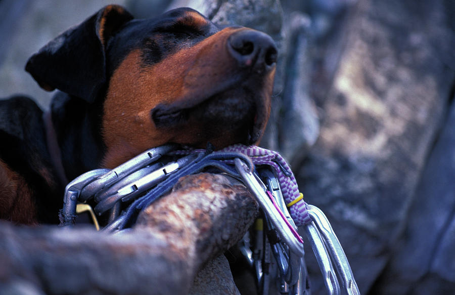 Dog Sleeping With Its Head Photograph by Corey Rich - Fine Art America