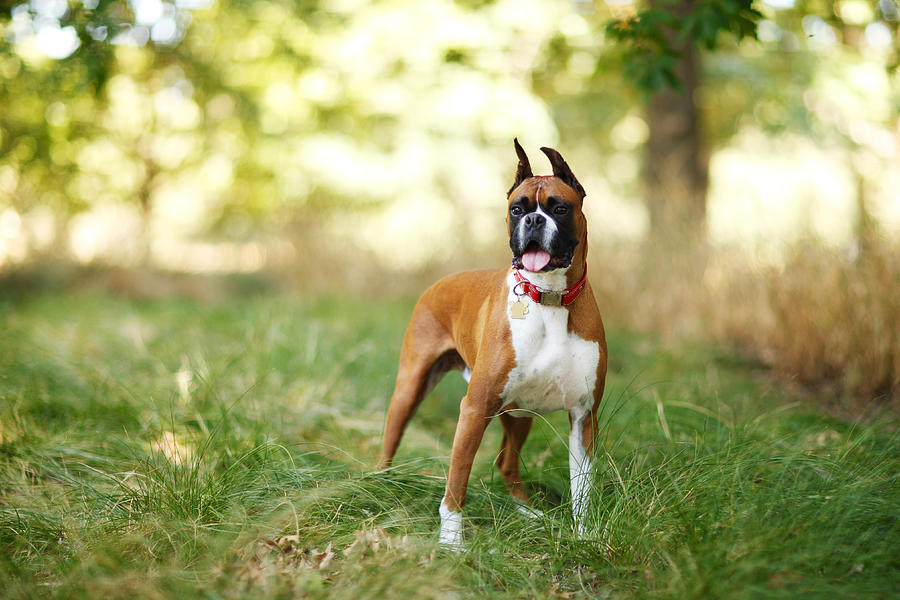 Dog Standing in Tall Grass Photograph by Purple Collar Pet Photography