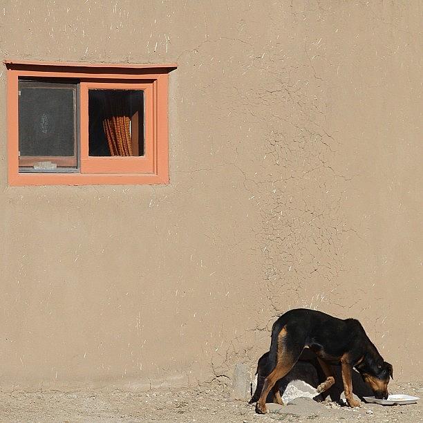 Dog Photograph - #dog #taos #pueblo #nm #newmexico by Kelly Hasenoehrl