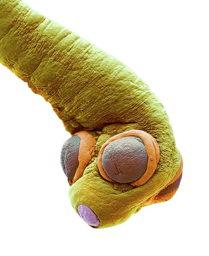 Dog Tapeworm Photograph by Steve Gschmeissner/science