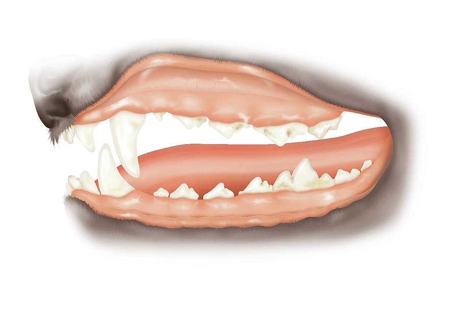 Dog Teeth Plaque Photograph by Samantha Elmhurst/science Photo Library