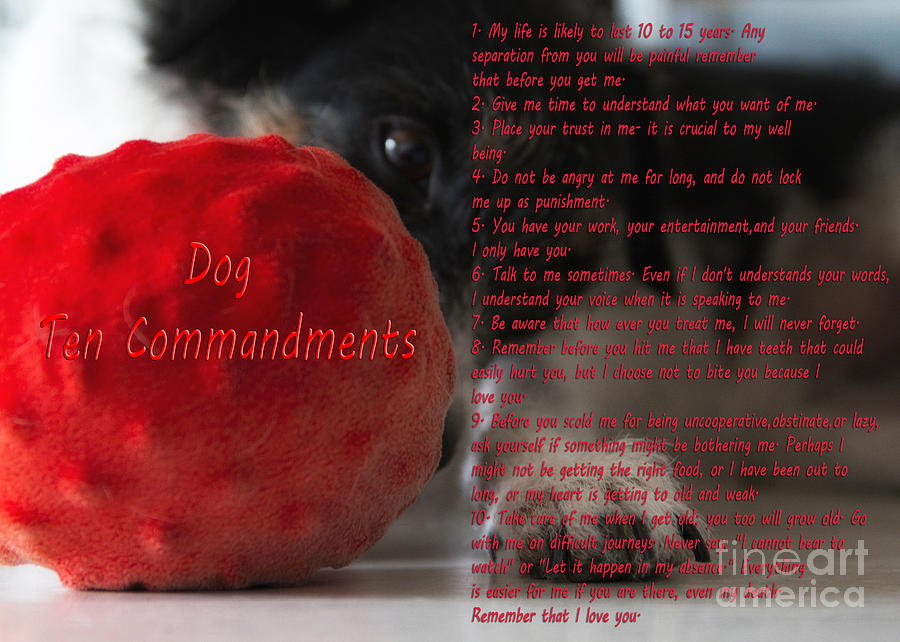 Adorable Photograph - Dog Ten Commandments by Stelios Kleanthous Adorable Photograph - Dog Ten Commandments by Stelios Kleanthous