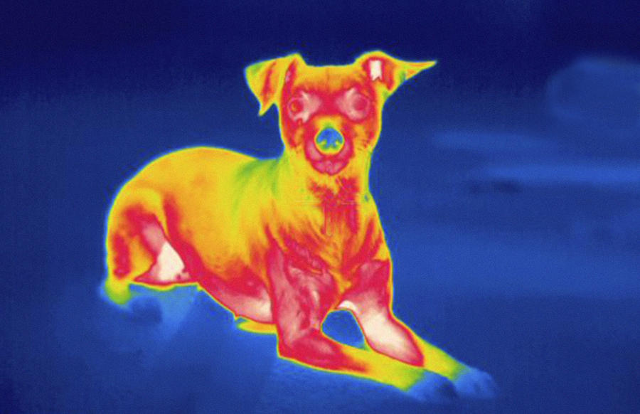 Dog, Thermogram Photograph by Science Stock Photography