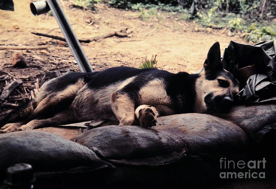 Vietnam War Photograph - Dog Tired by Mel Steinhauer