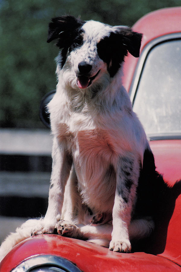 Dog Photograph - Dog Truckn by Kathy Sidjakov