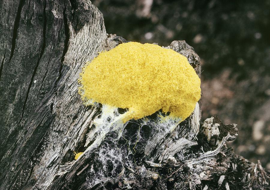 Dog Vomit Slime Mold Photograph by Perennou Nuridsany - Fine Art America