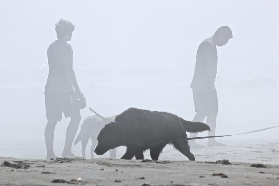Dog Walk In The Fog Photograph by Brian Sereda