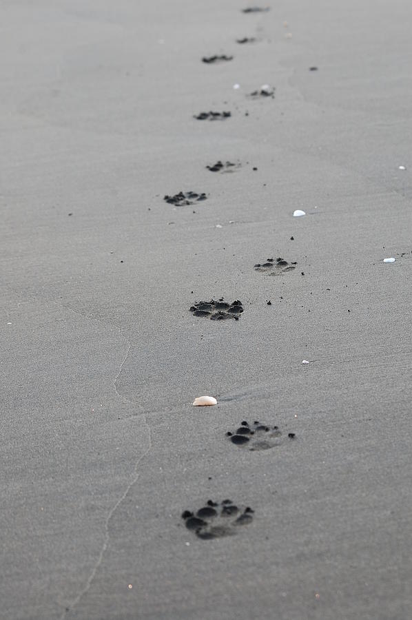 Dog walks the beach Photograph by Katherine Townsend
