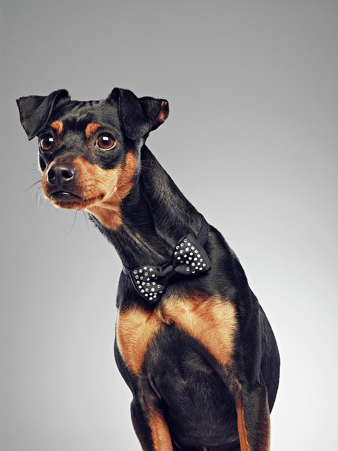 Dog Wearing Bow Tie Photograph by 24frames