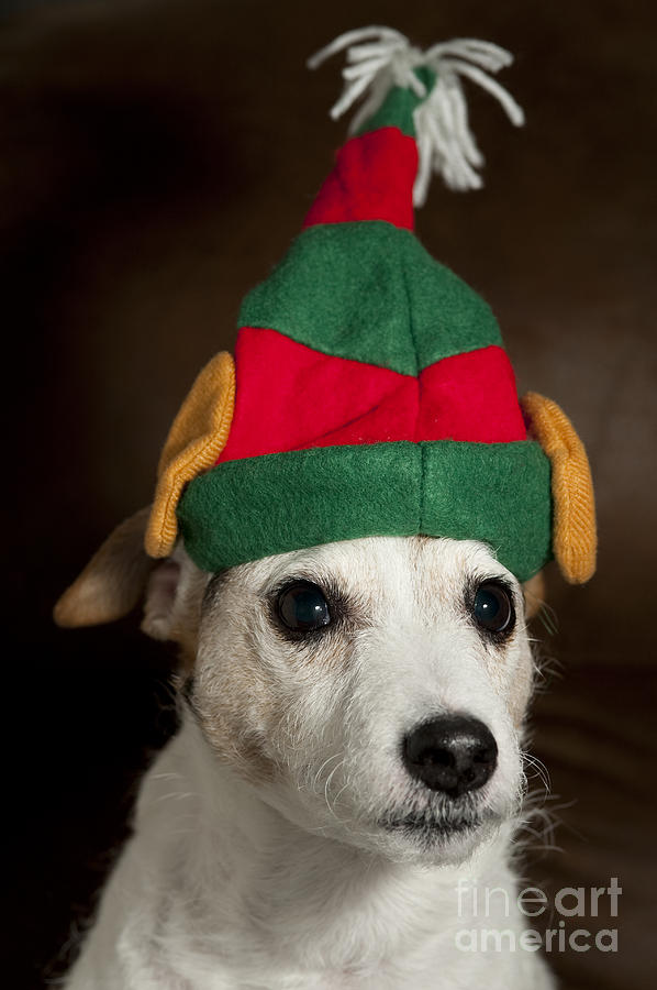 Dog wearing elf ears Christmas portrait Photograph by Jim Corwin