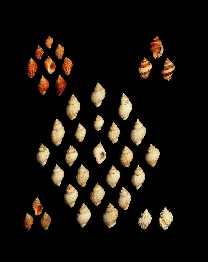 Nature Photograph - Dog Whelk Shells by Gilles Mermet