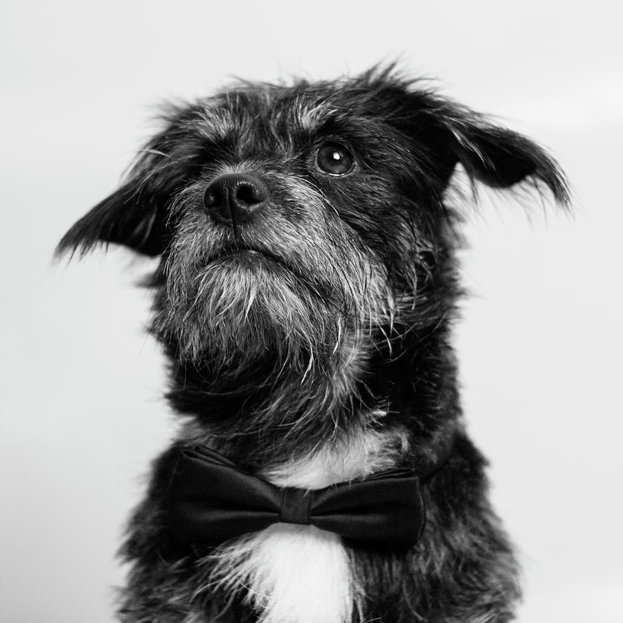 Dog With A Bow Tie Photograph By Lita Bosch