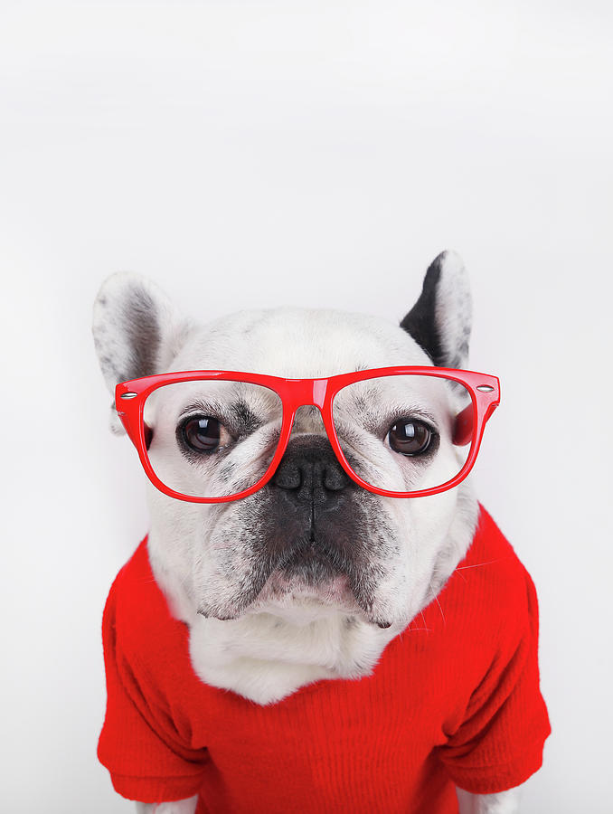 Dog With Eyeglasses Photograph by Retales Botijero