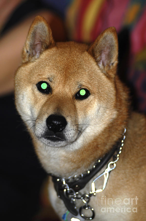 Dog with Eyeshine Photograph by Scott Camazine